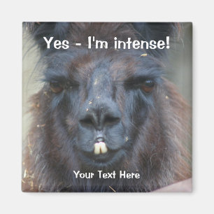 Intense Llama Noire Drôle Aimant Animal