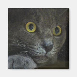 Intensitätsmagnet Magnet