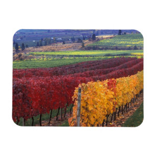 Intensiv rote und gelbe Herbstfarben auf Gehring Magnet