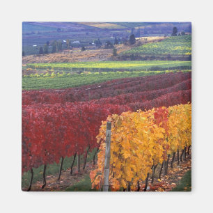 Intensiv rote und gelbe Herbstfarben auf Gehring Magnet