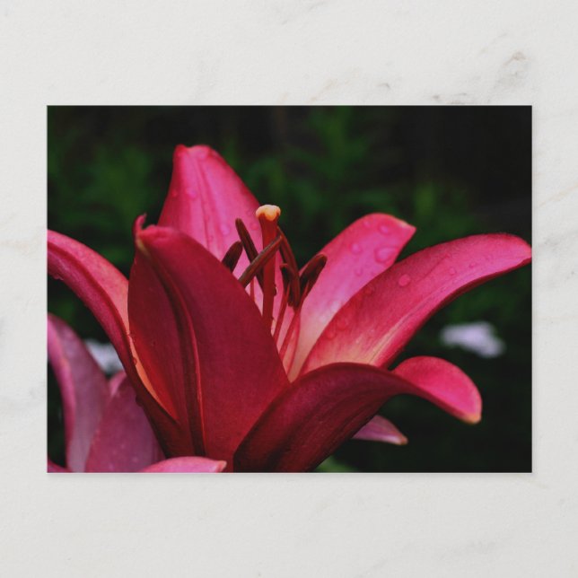 Intensiv Taglilie Blumenfotografie Postkarte (Vorderseite)