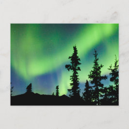 Intensive Aurora borealis über schwarze Fichtentai Postkarte