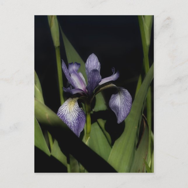 Intensive Blue Flag Iris Blume Postkarte (Vorderseite)