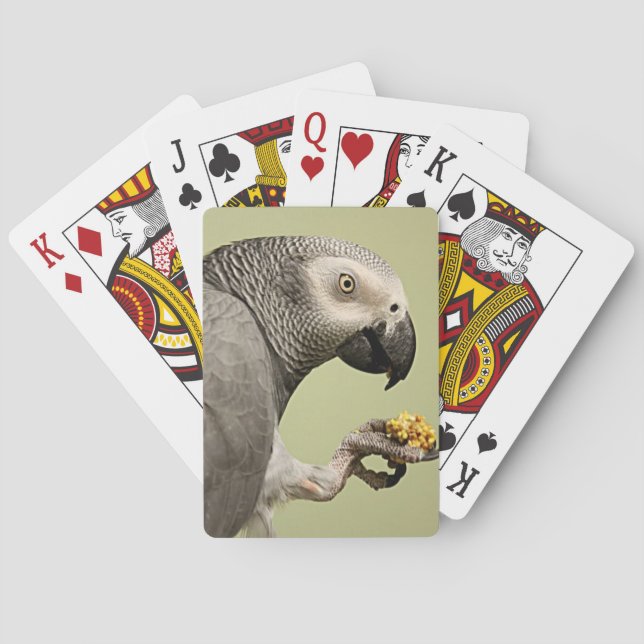 Intensive Kongo Afrikanischer Grauer Papagei Snack Spielkarten (Rückseite)