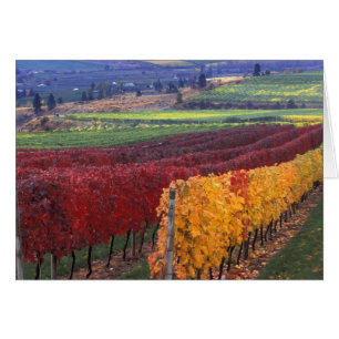 Intensive rote und gelbe Herbstfarben auf Gehring
