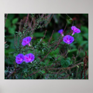 Intensive Wild Morning Glory Blume Poster