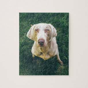 Intensives Weimaraner