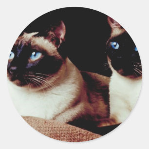 Intensivkatzen Runder Aufkleber