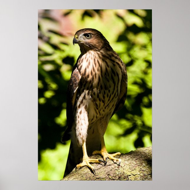 Intensivstarre Poster (Vorne)