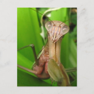 Intent Mantis ~ Postkarte