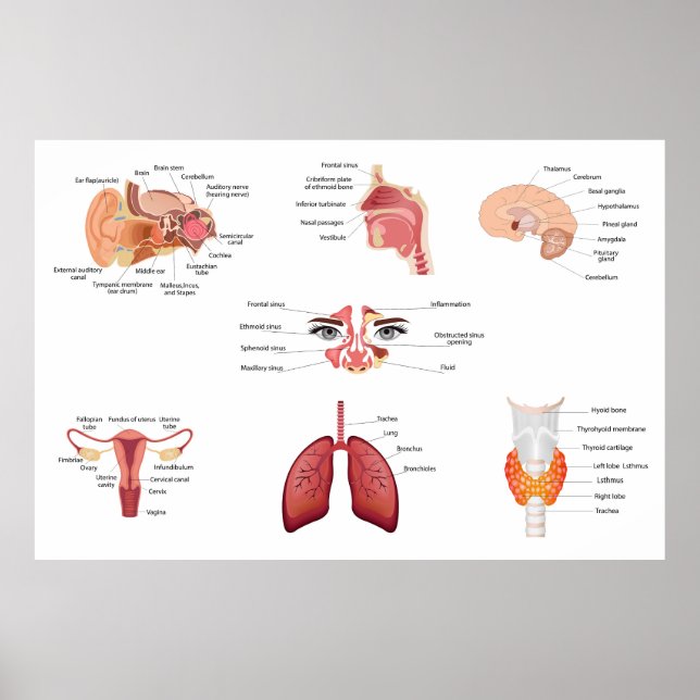 Internal human body organs poster (Vorne)