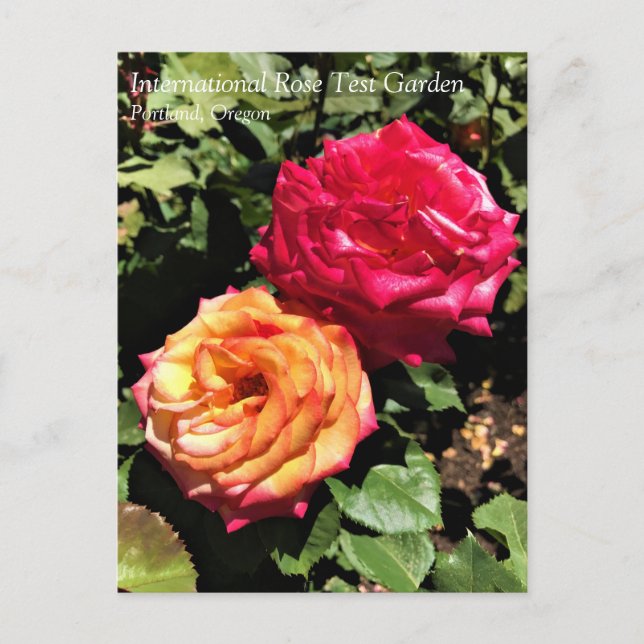 International Rose Test Garden, Portland, Oregon P Postkarte (Vorderseite)