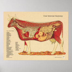 Interne Anatomie der Rinderrinde Poster