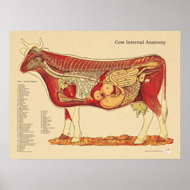 Interne Anatomie der Rinderrinde Poster (Vorne)