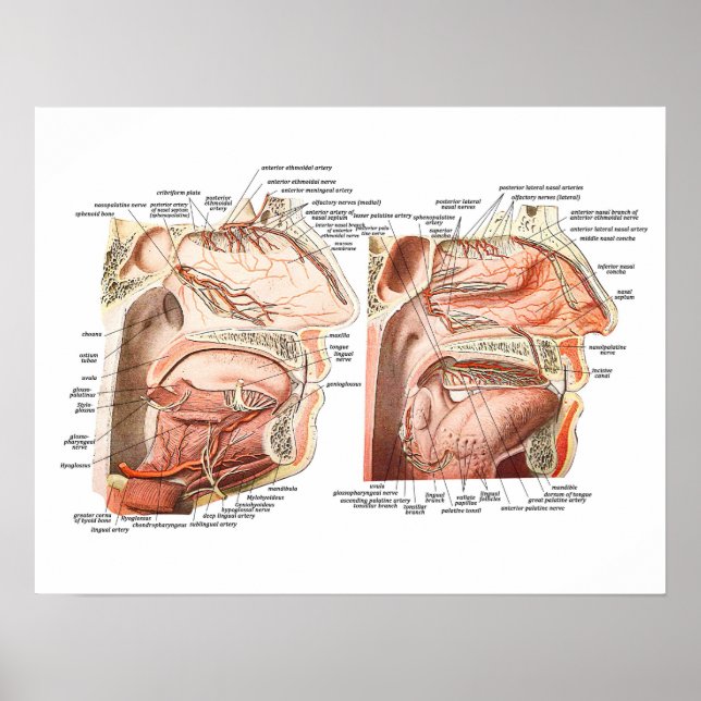 Interne Anatomie des menschlichen Gesichts Poster (Vorne)