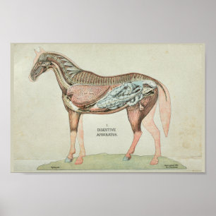 Interne Anatomie von Horse Digestive Machine Poster
