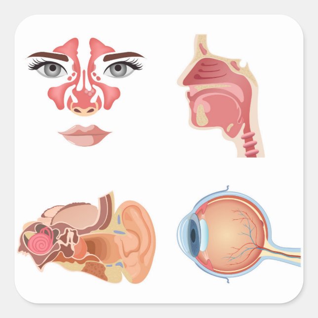 Interne Organe Quadratischer Aufkleber (Vorderseite)