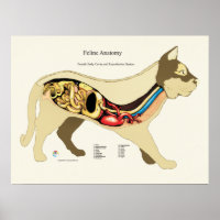 Interne weibliche Anatomie-Veterinärdiagramm