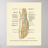 Internes Poster für die Anatomie des Fußes und Knö