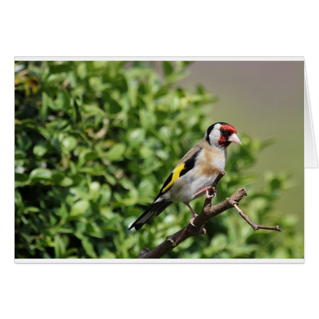 Intervalle (Devant horizontal)