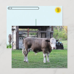 Intervalle - Ce Bull Signifie Carte Postale Affair