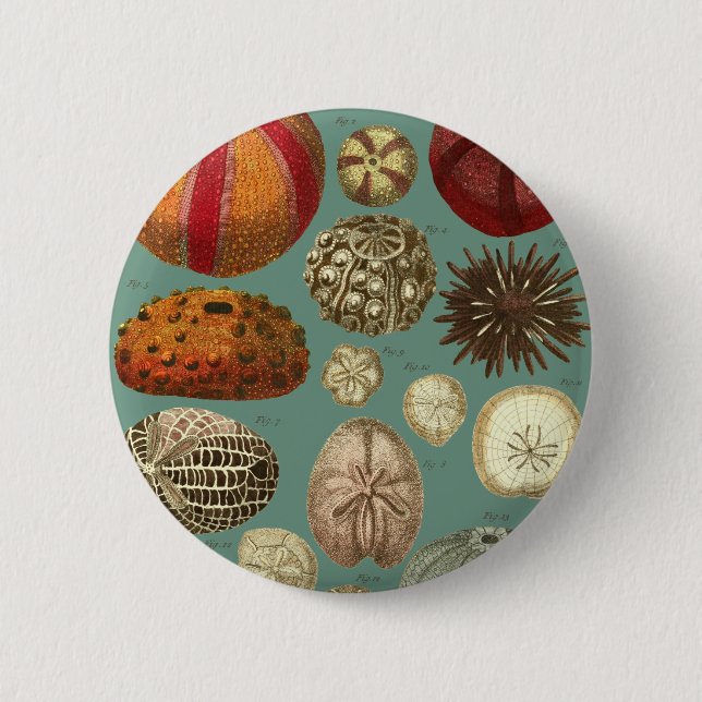 Intestina et Mollusca Linnaei Button (Vorderseite)