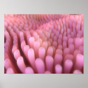 Intestinale Darmzotten 2 Poster