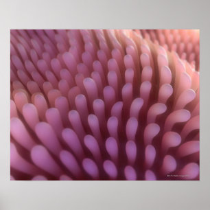 Intestinale Darmzotten Poster