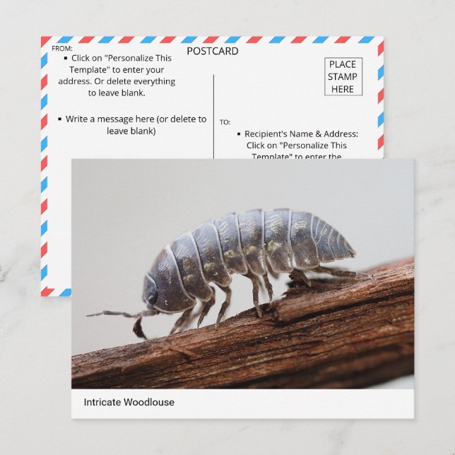 Intricate Woodlouse on Barks - Nature's Marvel Postkarte (Vorne/Hinten)