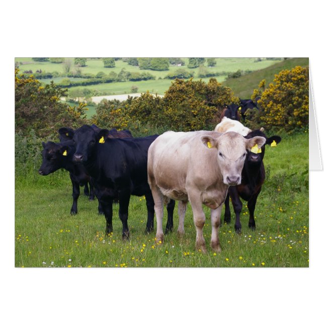 Invasion (Vorderseite (Horizontal))