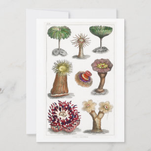 Invitation Actiniae vintage, science, ernst haeckel, biologie