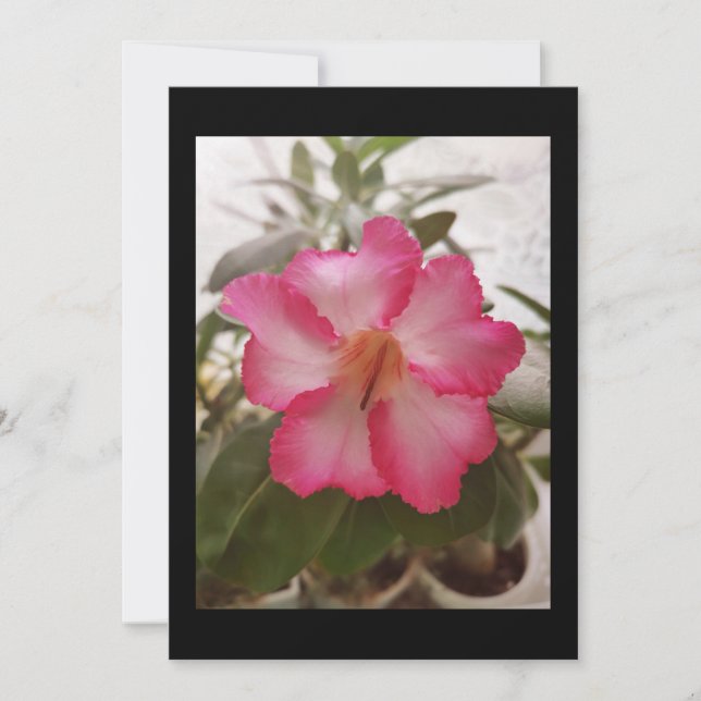 Invitation Adenium rose fleurs blanches fleurs florales natur (Devant)