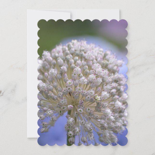 Invitation Allium fleurissant blanc (Devant)
