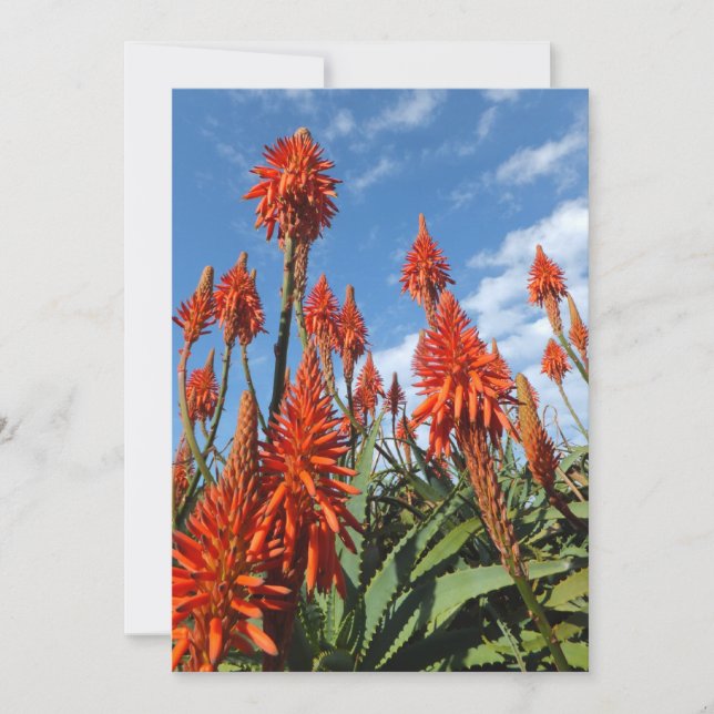 Invitation Aloe Arborescens invitation, personnaliser (Devant)