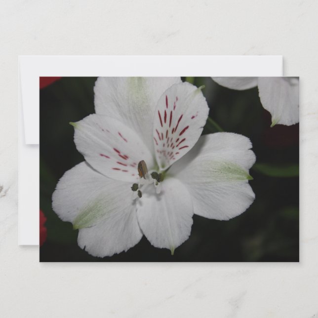 Invitation Alstroemeria blanche (Devant)