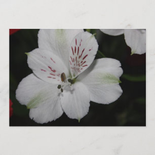 Invitation Alstroemeria blanche