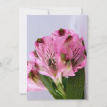 Alstroemeria rose-4