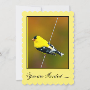 Invitation American Goldfinch - Photo originale