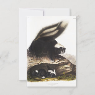 Invitation American Skunk Portrait