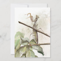 Aquarelle de Pray Mantis
