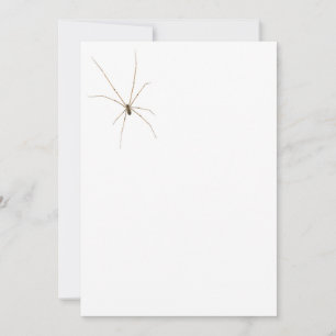 Invitation Araignée