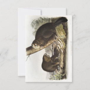 Invitation Audubon American Beaver Portrait