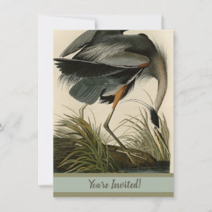 Invitation Audubon Great Blue Heron Marsh Bird