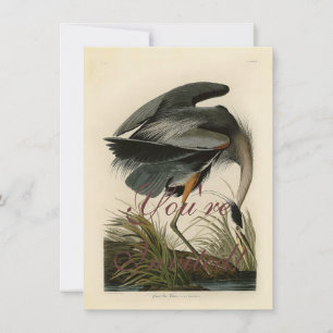 Invitation Audubon Great Blue Heron Marsh Bird