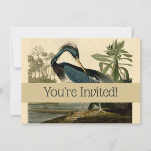 Invitation Audubon Louisiana Heron Birds America Art