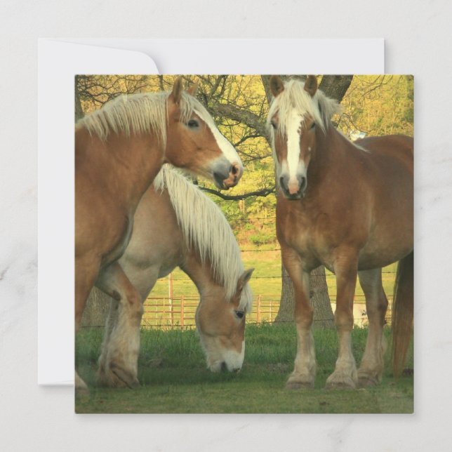 Invitation aux chevaux de palomino (Devant)