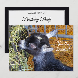 Invitation Bébé noir mignon chèvre manger foin photo Annivers