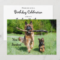 berger allemand Anniversaire