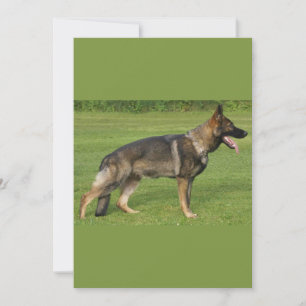Invitation Berger Allemand Sable Complet