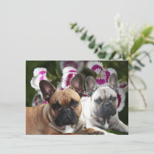 Invitation Bouledogue français deux amis Bouledogue Français